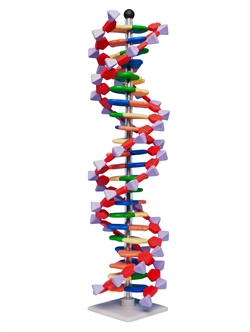 Molekylebyggesæt DNA Molymod stor