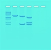 Kit kortlægning af restriktionssteder på plasmid-DNA