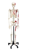 Skelet på stativ med muskelfæster, 170cm, lavpris