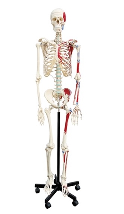 Skelet på stativ med muskelfæster, 170cm, lavpris
