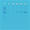Kit PCR-polymerase kædereaktion