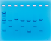 Kit DNA-fingerprinting II m/restr.enzyme