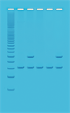 Kit PCR baseret DNA analyse Humant DNA