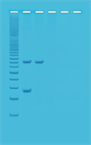 Kit PCR-undersøgelse af planters genetik