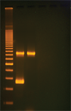 Kit PCR-undersøgelse af planters genetik