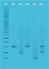 Kit PCR baseret DNA fingerprinting