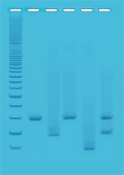 Kit PCR baseret DNA fingerprinting
