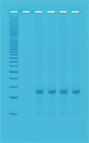 Kit PCR - Hurtig PCR